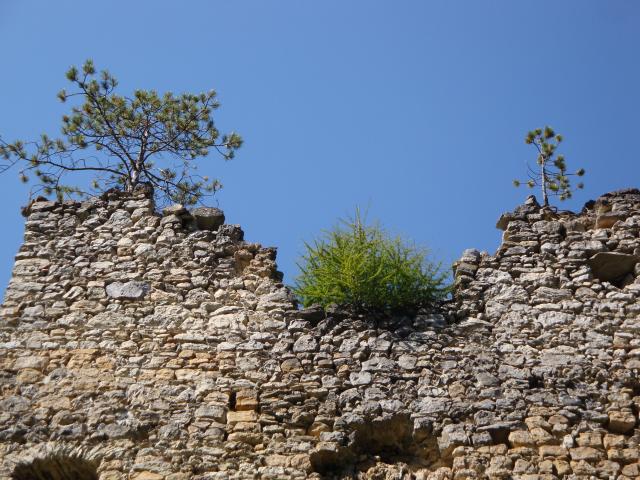 Stromčeky bez pôdy