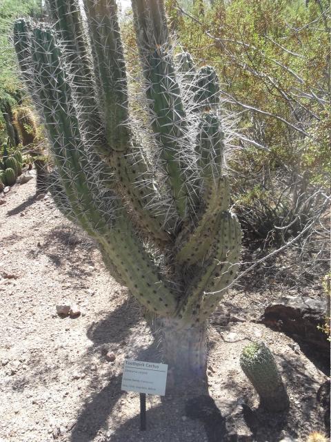 DSCF5006