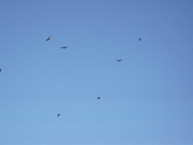 DSCF5198