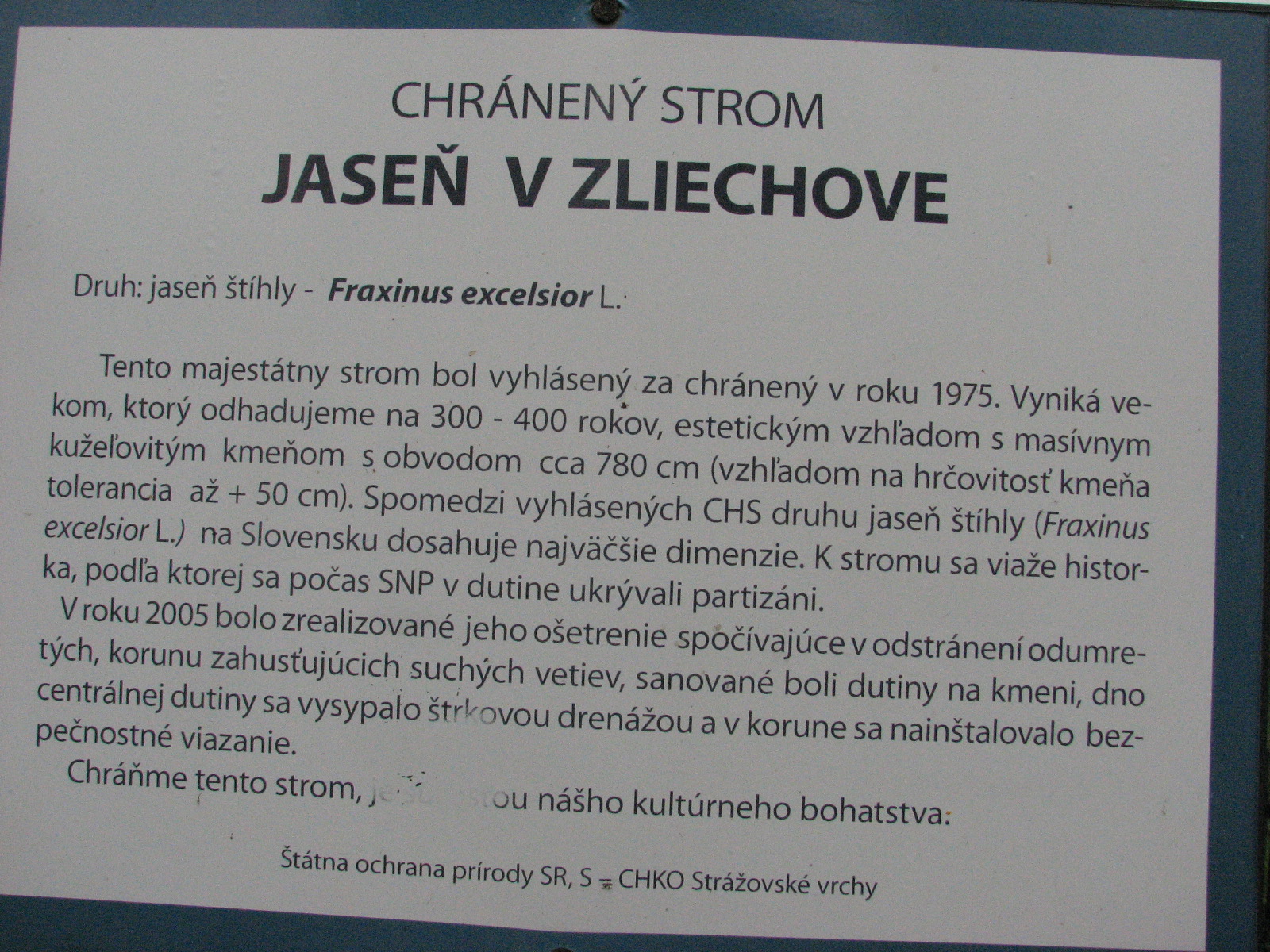 Jaseň v Zliechove